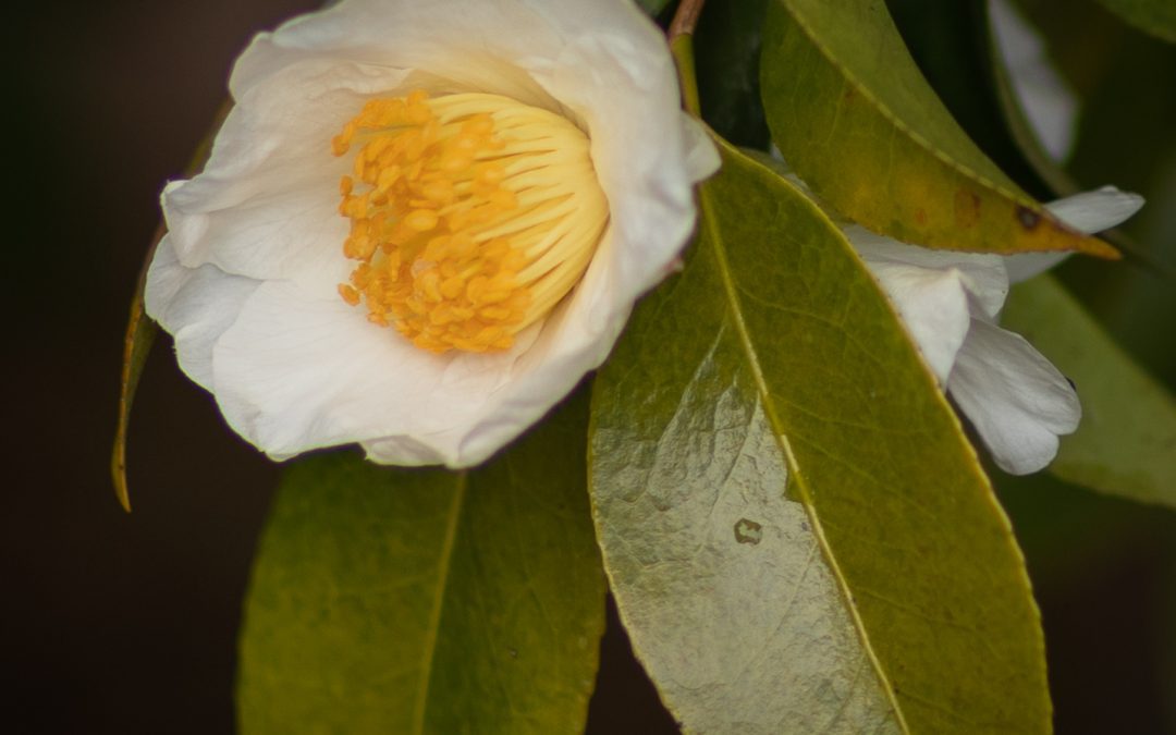 Camelias