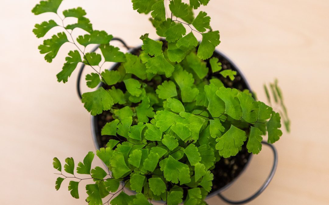 Fern