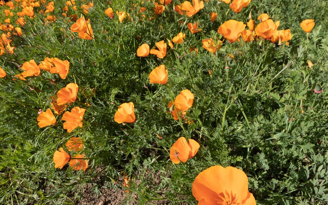 Spring Day Flora