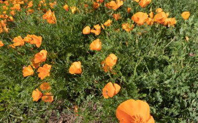 Spring Day Flora