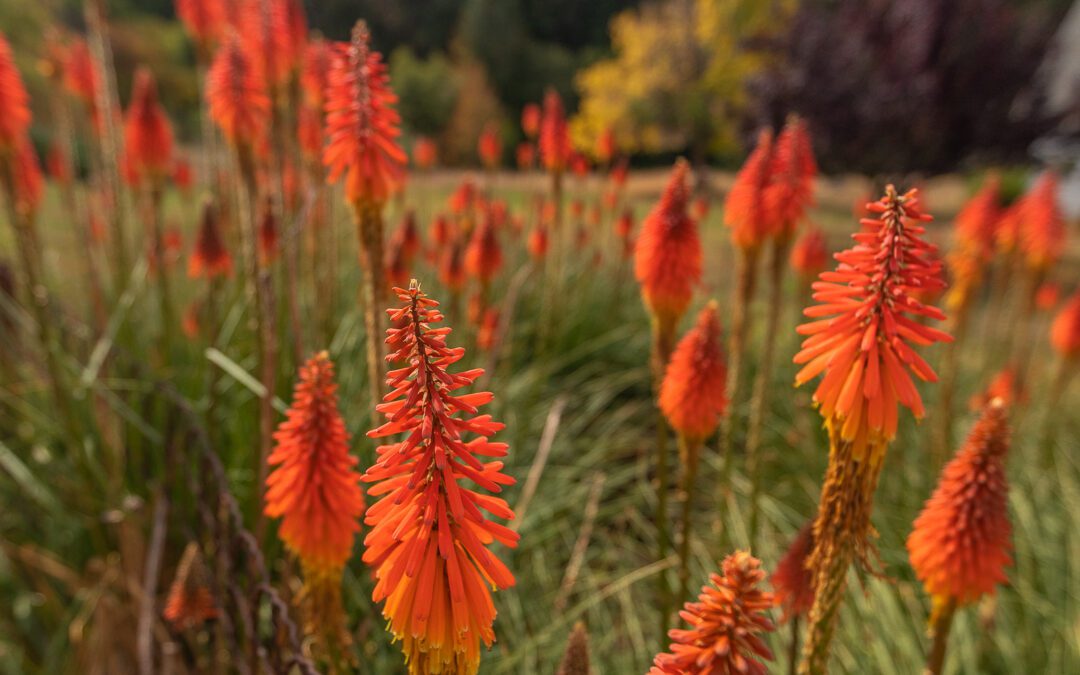 Fall Colors at Apple Hill