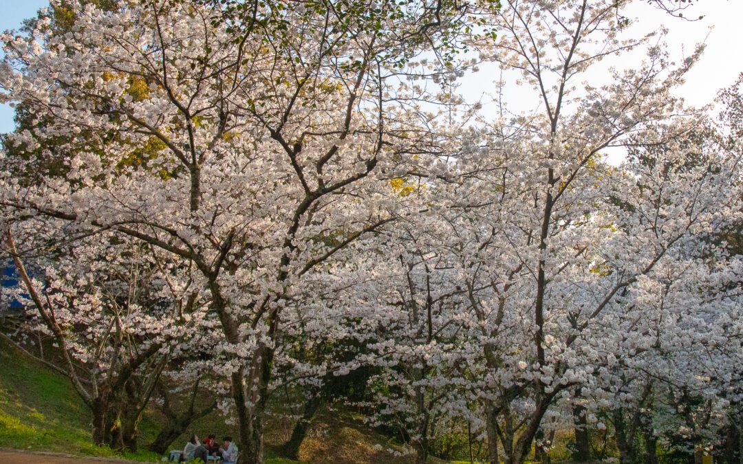 Sakura