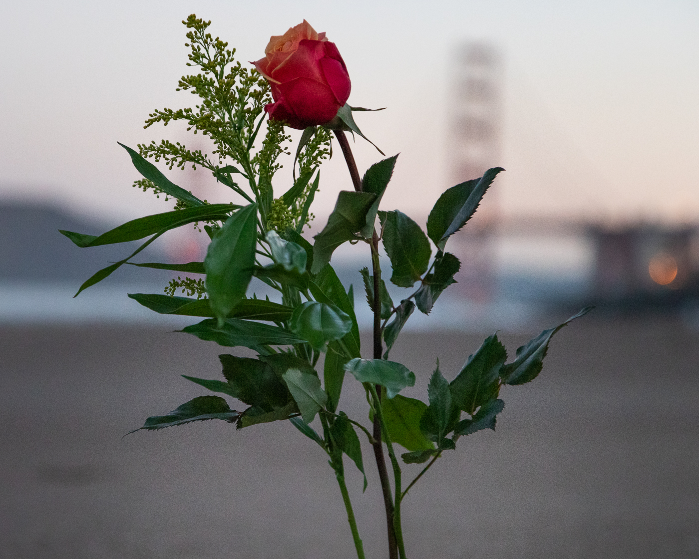 a rose on a stem in front of the Golden Gate bridge, San Francisco, on a morning where I paid tribute to my sister, Shelley