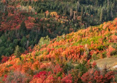Fall colors near Park City, Utah
