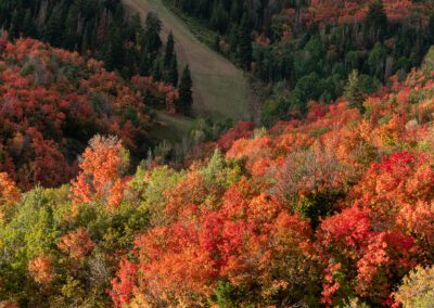 Fall colors near Park City, Utah